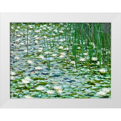 Water Lilies White Modern Wood Framed Art Print by Frank, Assaf