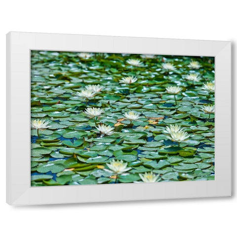 Water Lilies White Modern Wood Framed Art Print by Frank, Assaf