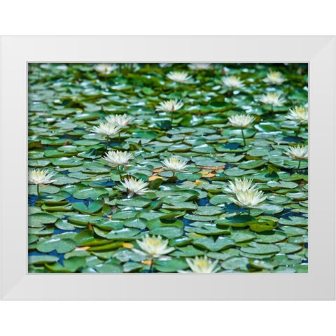 Water Lilies White Modern Wood Framed Art Print by Frank, Assaf