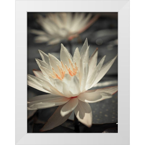 Water Lily White Modern Wood Framed Art Print by Frank, Assaf