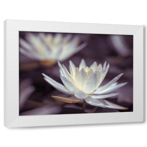 Water Lilies White Modern Wood Framed Art Print by Frank, Assaf