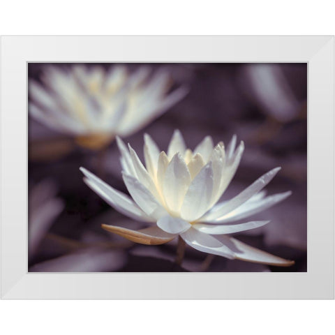 Water Lilies White Modern Wood Framed Art Print by Frank, Assaf