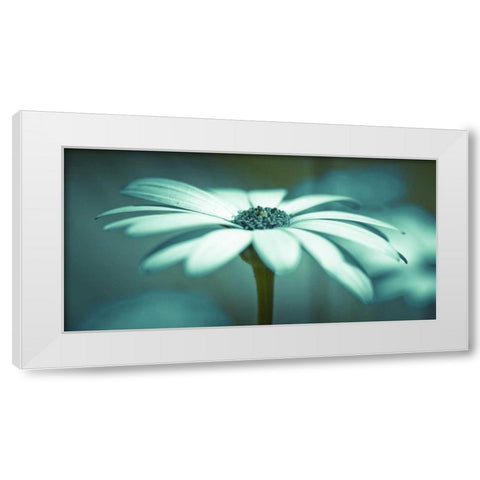 Daisy Flower White Modern Wood Framed Art Print by Frank, Assaf