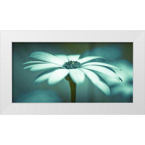 Daisy Flower White Modern Wood Framed Art Print by Frank, Assaf