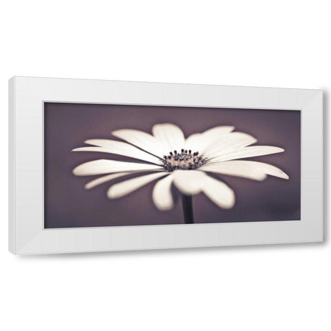 Daisy Flower White Modern Wood Framed Art Print by Frank, Assaf