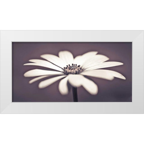 Daisy Flower White Modern Wood Framed Art Print by Frank, Assaf
