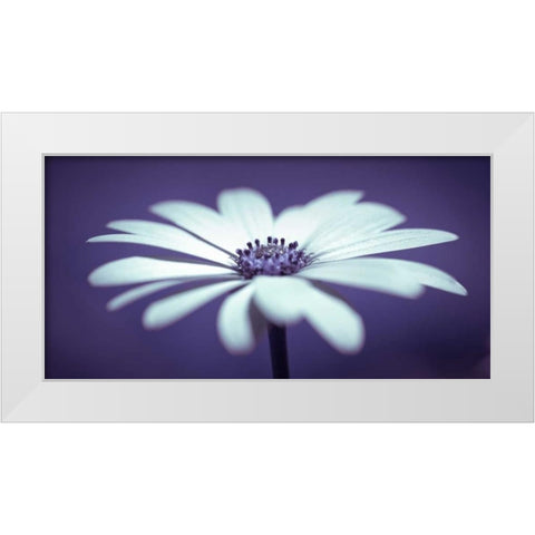 Daisy Flower White Modern Wood Framed Art Print by Frank, Assaf