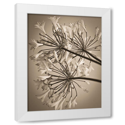 African Lily White Modern Wood Framed Art Print by Frank, Assaf