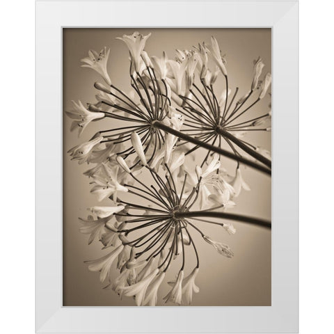 African Lily White Modern Wood Framed Art Print by Frank, Assaf