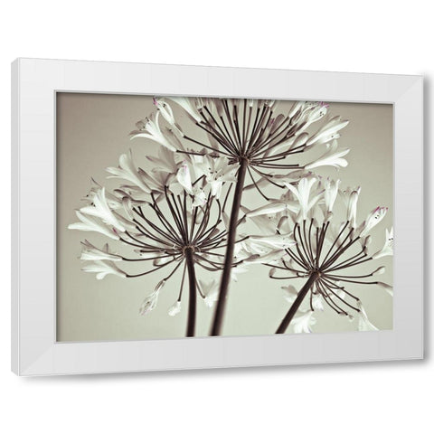African Lily White Modern Wood Framed Art Print by Frank, Assaf