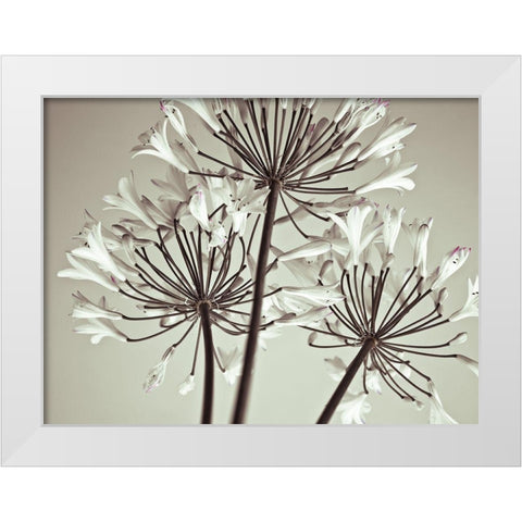African Lily White Modern Wood Framed Art Print by Frank, Assaf