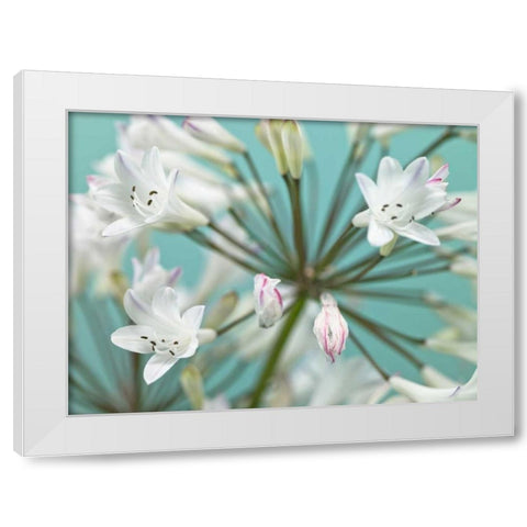 African Lily White Modern Wood Framed Art Print by Frank, Assaf