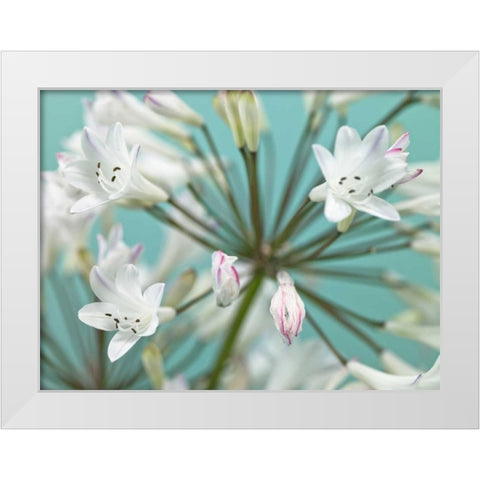 African Lily White Modern Wood Framed Art Print by Frank, Assaf