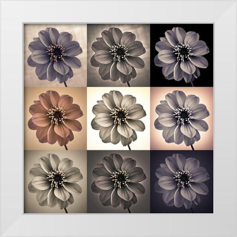 Collage of Dahlias flowers White Modern Wood Framed Art Print by Frank, Assaf