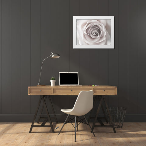 Rose close-up White Modern Wood Framed Art Print by Frank, Assaf