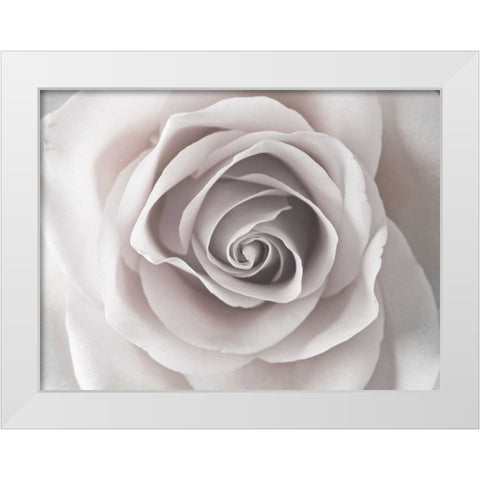 Rose close-up White Modern Wood Framed Art Print by Frank, Assaf