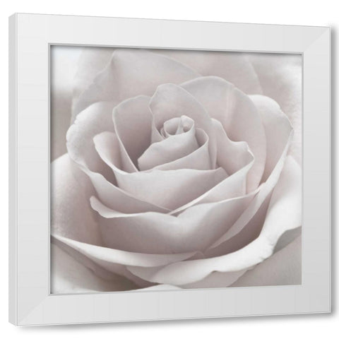 Rose close-up White Modern Wood Framed Art Print by Frank, Assaf