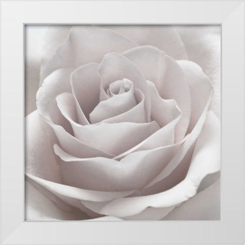 Rose close-up White Modern Wood Framed Art Print by Frank, Assaf