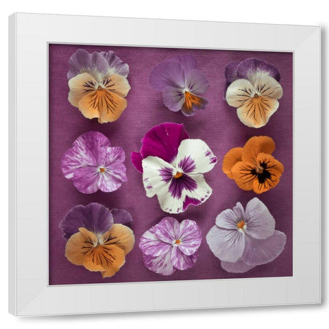Nine Pansy flowers White Modern Wood Framed Art Print by Frank, Assaf