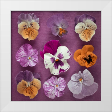 Nine Pansy flowers White Modern Wood Framed Art Print by Frank, Assaf