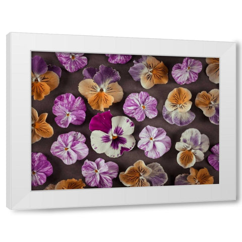 Pansy flowers White Modern Wood Framed Art Print by Frank, Assaf