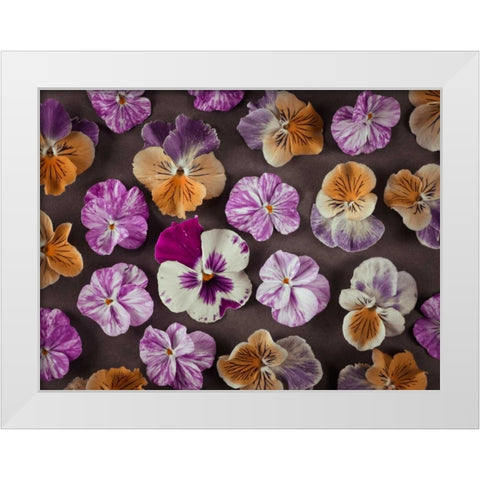 Pansy flowers White Modern Wood Framed Art Print by Frank, Assaf