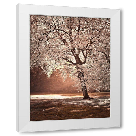 Autumn tree in sunlight White Modern Wood Framed Art Print by Frank, Assaf