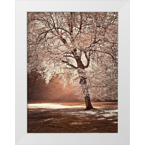 Autumn tree in sunlight White Modern Wood Framed Art Print by Frank, Assaf