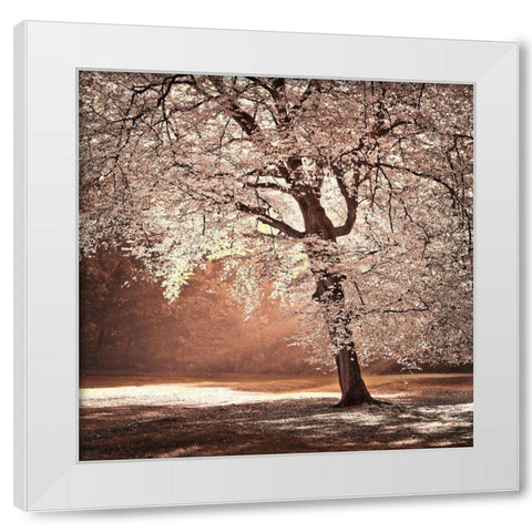 Autumn tree in sunlight White Modern Wood Framed Art Print by Frank, Assaf