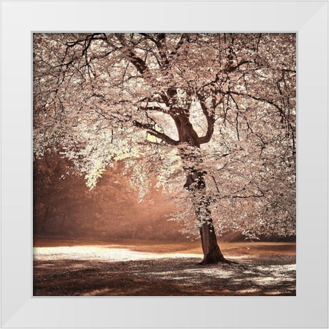 Autumn tree in sunlight White Modern Wood Framed Art Print by Frank, Assaf
