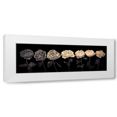 Multi coloured roses in a row White Modern Wood Framed Art Print by Frank, Assaf
