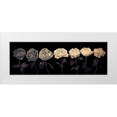 Multi coloured roses in a row White Modern Wood Framed Art Print by Frank, Assaf