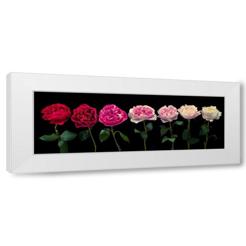 Multi coloured roses in a row White Modern Wood Framed Art Print by Frank, Assaf