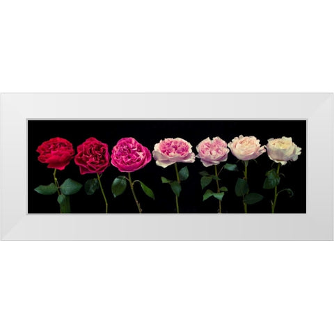 Multi coloured roses in a row White Modern Wood Framed Art Print by Frank, Assaf
