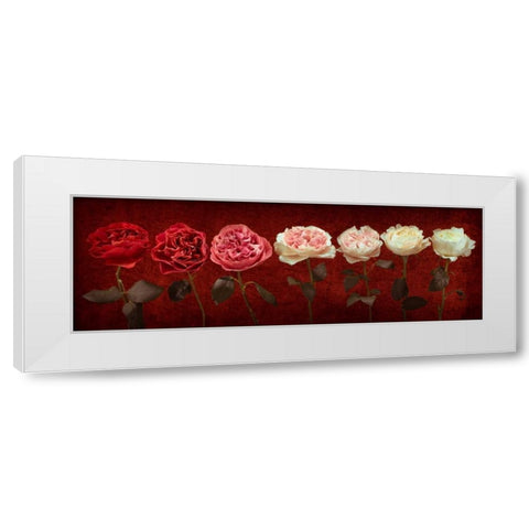 Multi coloured roses in a row White Modern Wood Framed Art Print by Frank, Assaf
