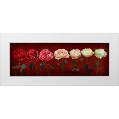 Multi coloured roses in a row White Modern Wood Framed Art Print by Frank, Assaf
