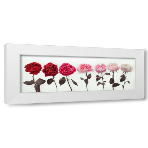 Multi coloured roses in a row White Modern Wood Framed Art Print by Frank, Assaf