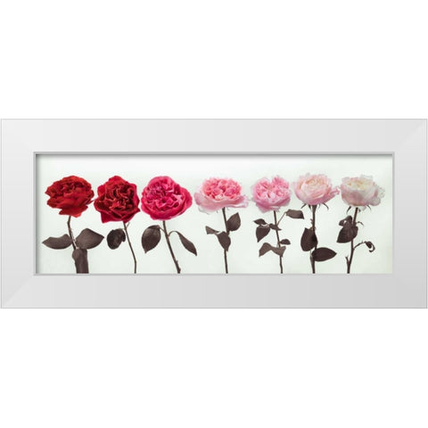 Multi coloured roses in a row White Modern Wood Framed Art Print by Frank, Assaf