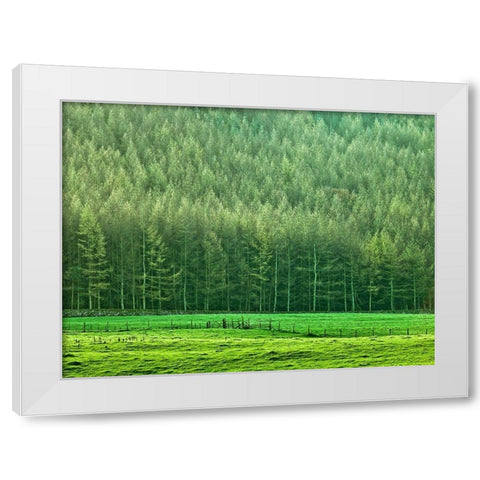 Forest edge White Modern Wood Framed Art Print by Frank, Assaf