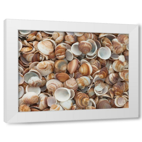 Full frame of sea shells on the beach White Modern Wood Framed Art Print by Frank, Assaf