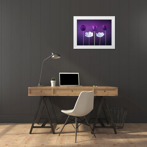 Tulip flowers in a row White Modern Wood Framed Art Print by Frank, Assaf