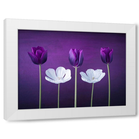 Tulip flowers in a row White Modern Wood Framed Art Print by Frank, Assaf