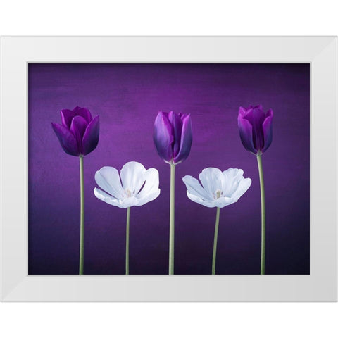Tulip flowers in a row White Modern Wood Framed Art Print by Frank, Assaf