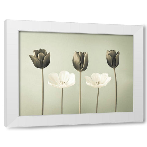 Tulip flowers in a row White Modern Wood Framed Art Print by Frank, Assaf