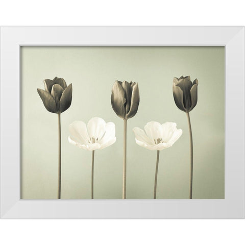 Tulip flowers in a row White Modern Wood Framed Art Print by Frank, Assaf