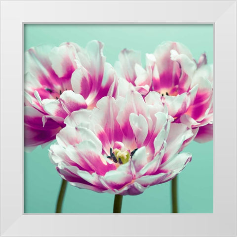 Three tulips White Modern Wood Framed Art Print by Frank, Assaf