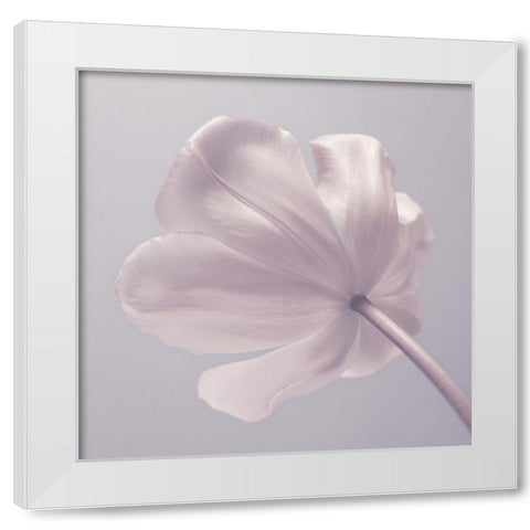 Tulip flower - Closeup White Modern Wood Framed Art Print by Frank, Assaf