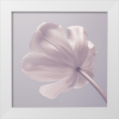 Tulip flower - Closeup White Modern Wood Framed Art Print by Frank, Assaf