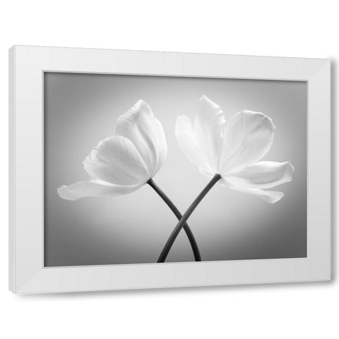 Two Tulip flowers crossed, FTBR-1821 White Modern Wood Framed Art Print by Frank, Assaf
