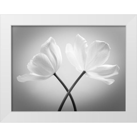 Two Tulip flowers crossed, FTBR-1821 White Modern Wood Framed Art Print by Frank, Assaf